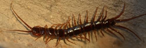 Réf. 345 023 : Lithobius pilicornis
